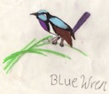 blue_wren